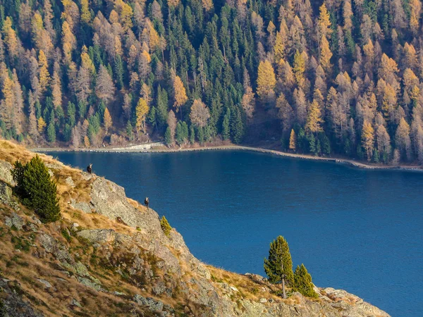 Chamois ve göl İsviçre Alpleri'nde — Stok fotoğraf