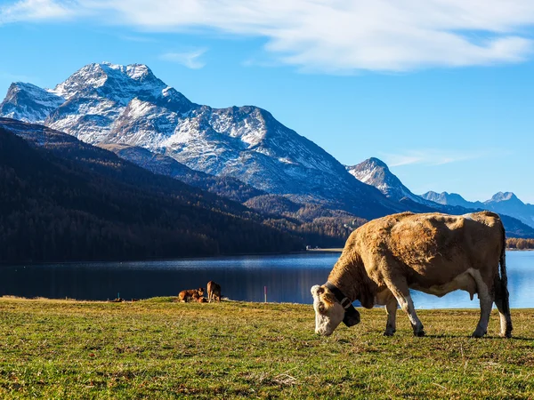 Alp berg och schweiziska kor — Stockfoto