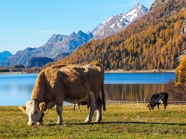 Alpes e vacas suíças — Fotografia de Stock