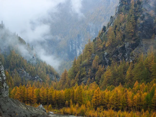 Foresta nebbiosa sul pendio della montagna — Foto Stock