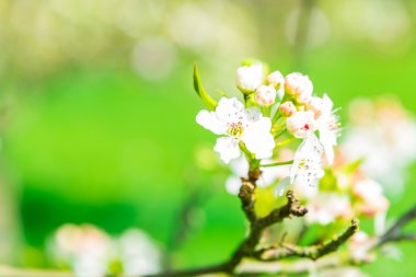 Parlak yeşil arka plan ile Elma çiçeği