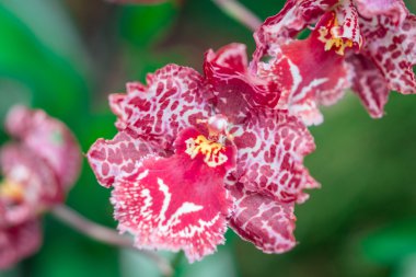 Pink orchid on green background