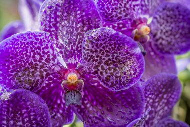 Su damlacıkları ile mor orkide