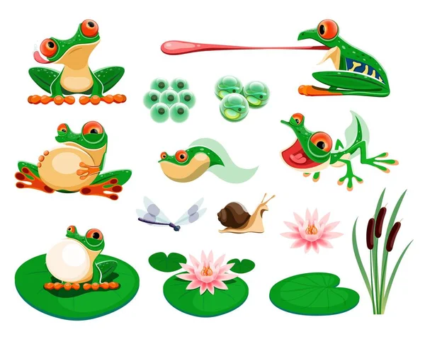 Frösche mit Seerosenblättern und Blüten, Schilf, Libelle, Schnecke. Lebenszyklus der Amphibien, Eier, Kaulquappe, Frosch. Exotischer Frosch quakend und Jagd Cartoon-Vektor-Set — Stockvektor