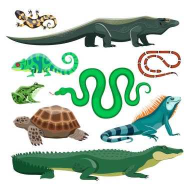 Sürüngenler ve amfibiler. Kertenkele, timsah, kaplumbağa, yılan, iguana, semender, kurbağa, bukalemun. Teraryum evcil sürüngen, havuz hayvanları vektörü seti