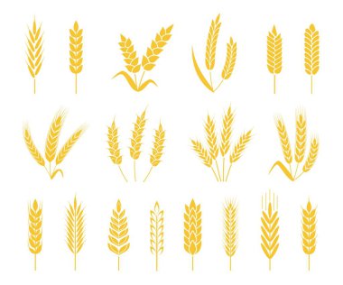 Wheat ears. Rice or barley crops, sheaf of wheat ear, grains and cereals. Organic grain ear, agriculture harvesting, bakery icon vector set clipart