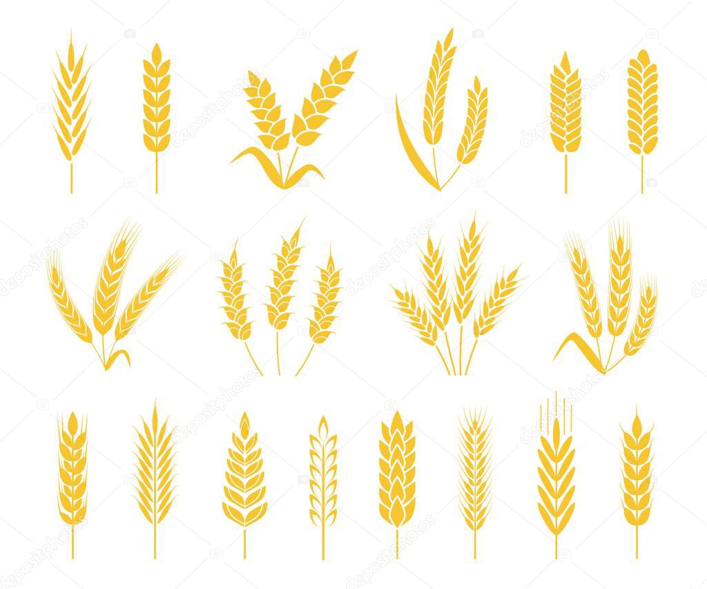 Wheat ears. Rice or barley crops, sheaf of wheat ear, grains and cereals. Organic grain ear, agriculture harvesting, bakery icon vector set