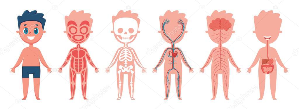 Boy body anatomy. Human muscular, skeletal, circulatory, nervous and digestive systems. Educational illustration for children vector set