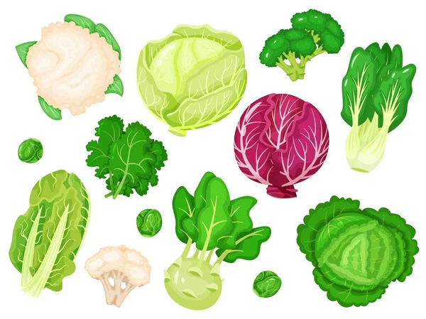 Καρτούν λάχανα. Φρέσκο μαρούλι, μπρόκολο, φύλλα λάχανου, κουνουπίδι, λευκό και κόκκινο λάχανο. Διάφορα είδη υγιεινά πράσινα λαχανικά διανυσματικά σετ — Διανυσματικό Αρχείο
