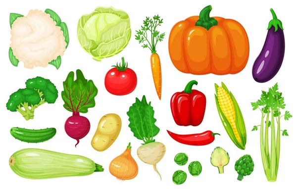 Vegetales de dibujos animados. Zanahoria, maíz, pimienta, apio, coliflor, brócoli, remolacha, cebolla, pepino. Conjunto de vectores vegetales orgánicos frescos — Vector de stock