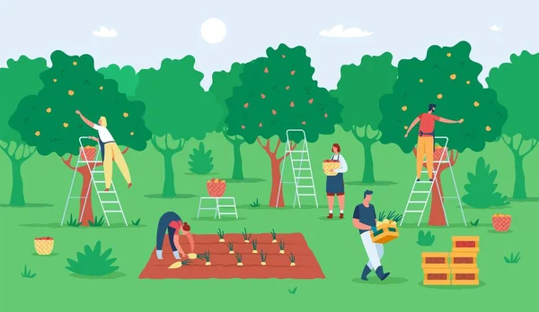 Les gens récoltant des fruits, les agriculteurs récoltant des pommes dans le jardin. Travailleurs agricoles cueillant des fruits dans les arbres. Illustration vectorielle saison des récoltes — Image vectorielle