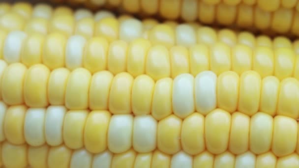 Closeup View Corn Kernels Cob Slow Panning Shot — Stock Video