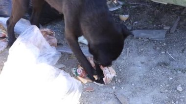 Köpek çöp sahasında ürün ambalajı çiğniyor..