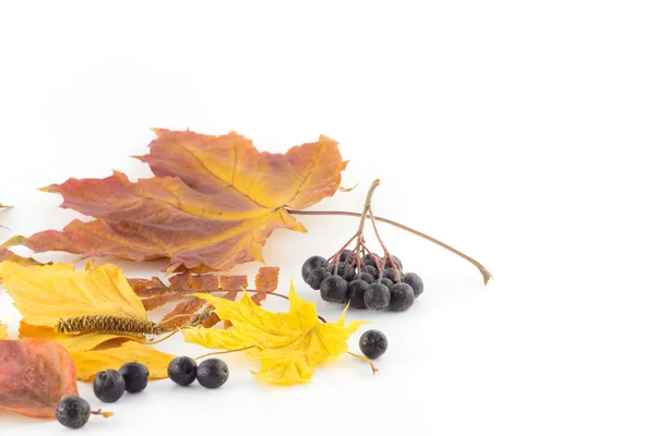 Autumn leaves and a handful of black mountain ash — Stock Photo, Image