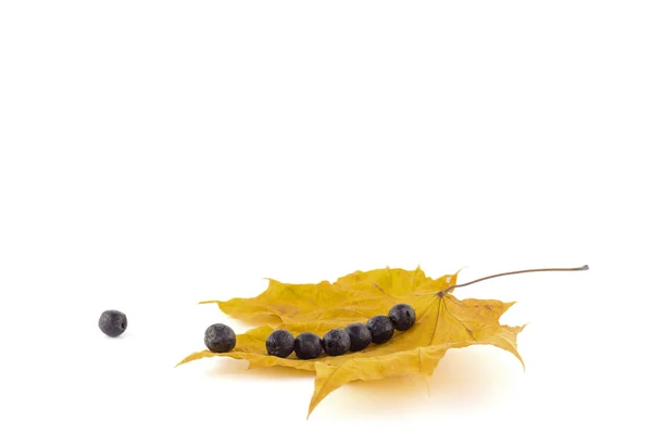 Rowan berries on autumn maple leaves laid out in a line on a white background — Stock Photo, Image