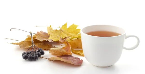 Taza blanca de té sobre un fondo blanco con hojas de otoño y baya de rowan negro — Foto de Stock