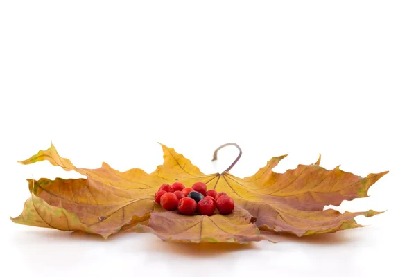 Чорно-червоні ягоди горобини на кленовому осінньому листі — стокове фото