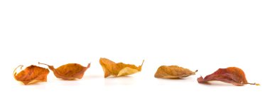 Beyaz arkaplanda sonbahar yaprakları