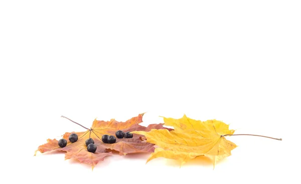 Rowan berries on the leaves of a maple on a white background — Stock Photo, Image