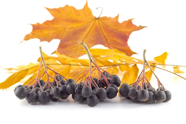 Bunches of black rowan on autumn leaves on a white background — Stock Photo, Image