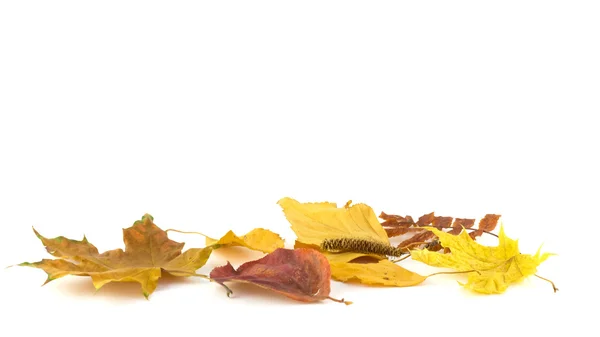 Egy csoport őszi levelek, a fehér háttér — Stock Fotó