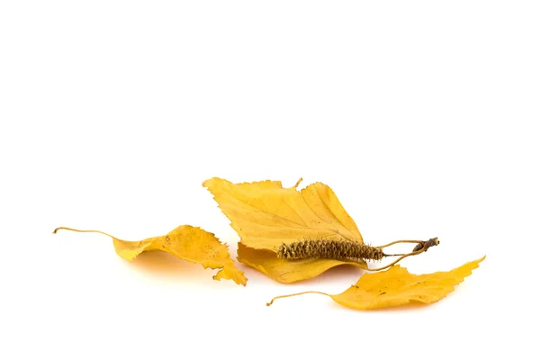 Group of birch leaves on a white background — Stock Photo, Image