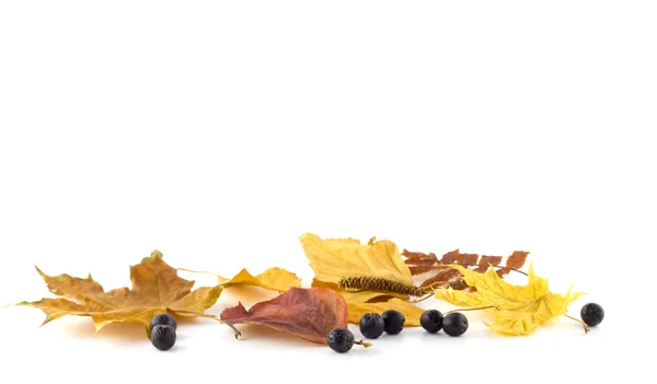 Rowan bogyókat, az őszi levelek, fehér alapon — Stock Fotó