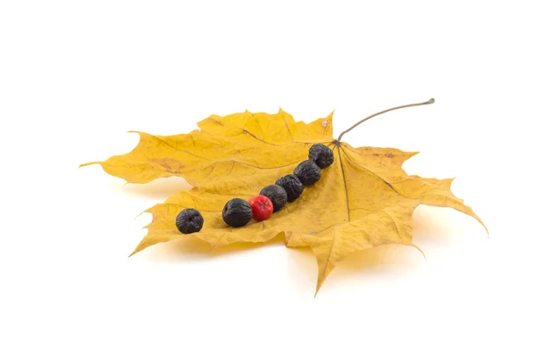 A number of black and red berries of a mountain ash on a maple a — Stock Photo, Image