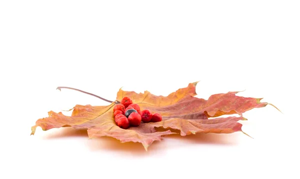 Black and red berries of a mountain ash on a maple autumn leaves — Stock Photo, Image