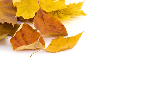 Autumn leaves on a white background in the corner — Stock Photo, Image