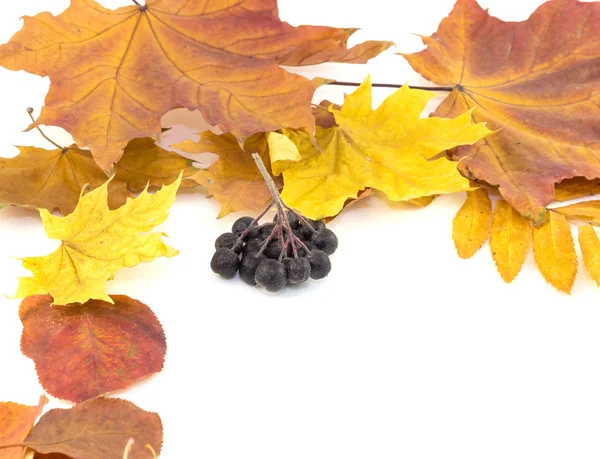 Bunch black berries on autumn leaves on a white background — Stock Photo, Image