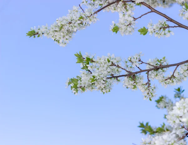 Spring blossoming buds on blue sky background, flowers and white