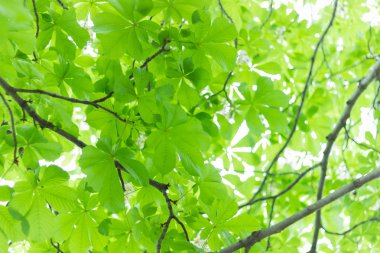 Güneş bir arka plan üzerinde yeşil yaprakları ile alttan