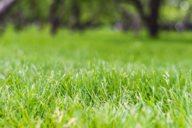 Doğal arka bokeh ile