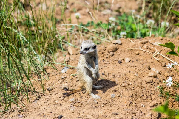 Meerkat — Foto Stock