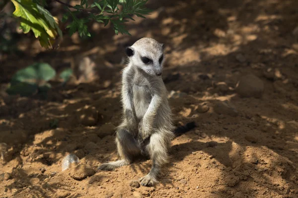 Meerkat. — Fotografia de Stock