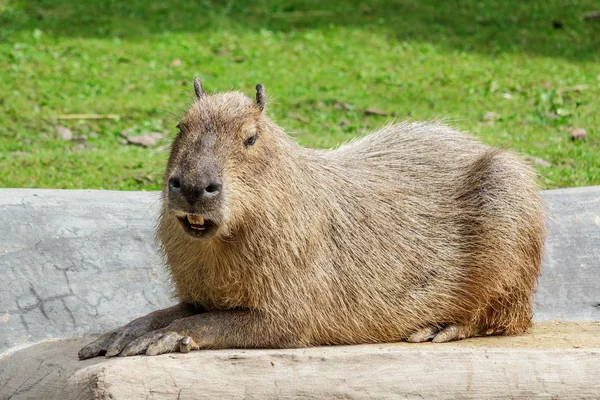 Capibara. Imagen de stock