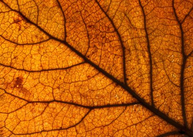 sonbahar yaprak dokusu