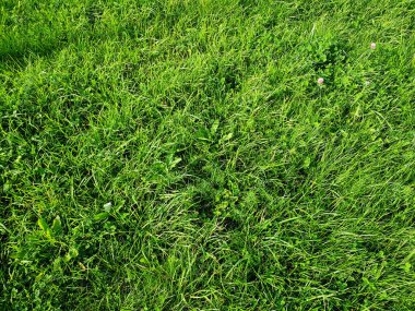 Yeşil çim yüzeyi. Yeşil çimen dokusu. Doğal arka plan yeşil çimen dokusu.