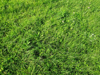 Yeşil çim yüzeyi. Yeşil çimen dokusu. Doğal arka plan yeşil çimen dokusu.