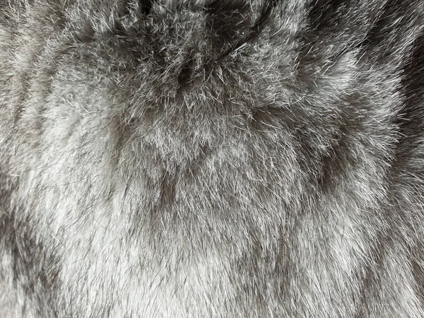 Grey cat fur texture background. Natural texture of gray long hair fur for background. Natural fur.