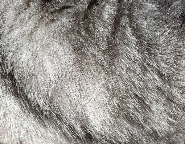 นหล งขนแมวส เทา วธรรมชาต ของขนยาวส เทาส าหร นหล ขนส ธรรมชาต — ภาพถ่ายสต็อก