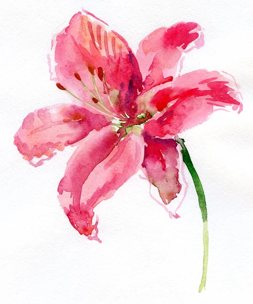Akwarela lilia — Zdjęcie stockowe
