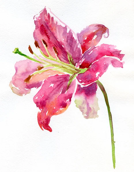 Watercolor lily — Stock Photo, Image