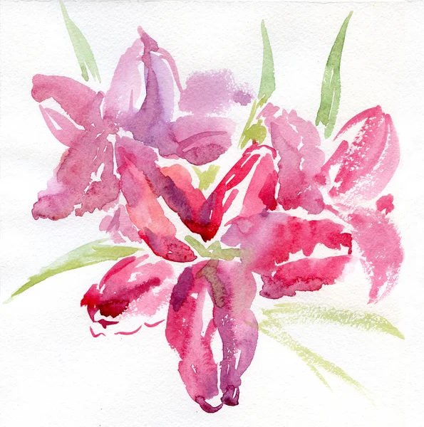 Watercolor lily — Stock Photo, Image