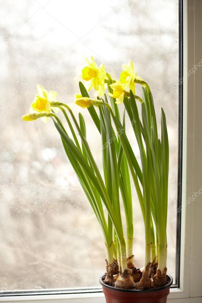 daffodils