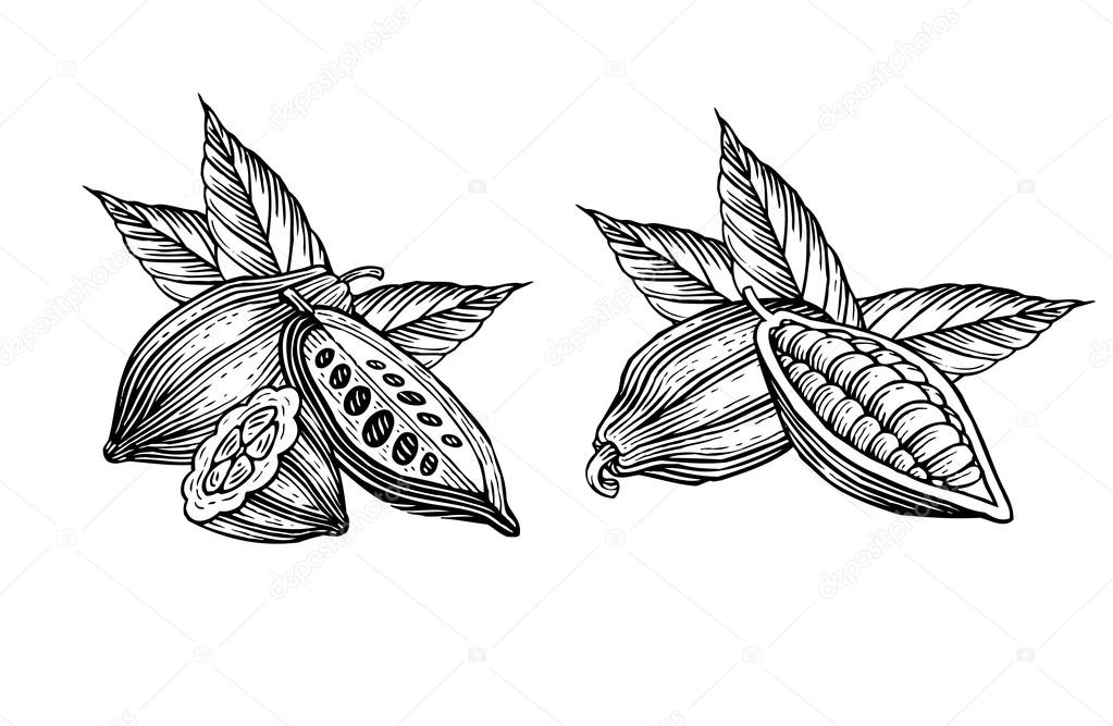 Engraved illustration of leaves and fruits of cocoa beans