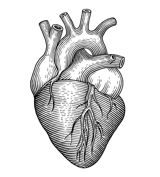 Coração humano — Vetor de Stock