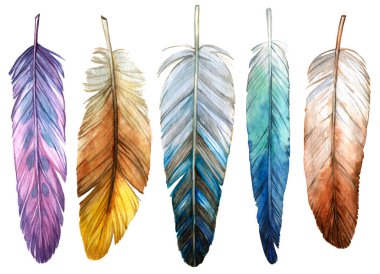 Beyaz arkaplanda renkli suluboya kuş tüyleri.