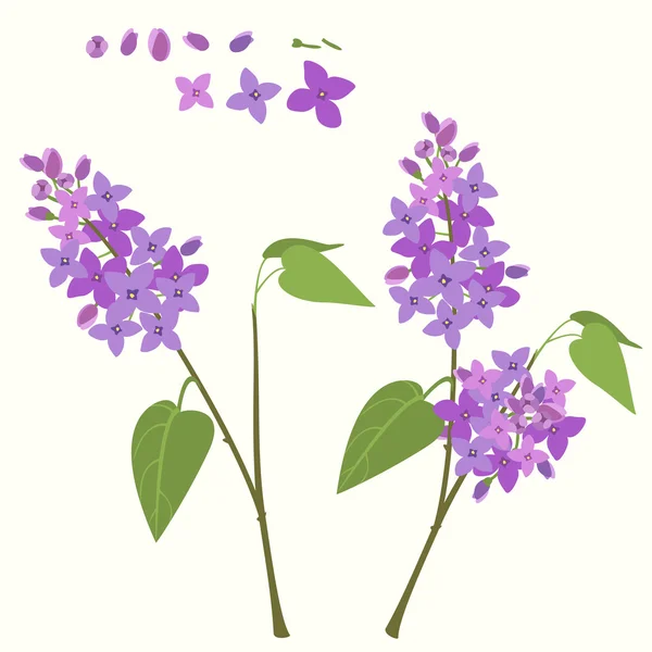 Branche floraison du lilas — Image vectorielle